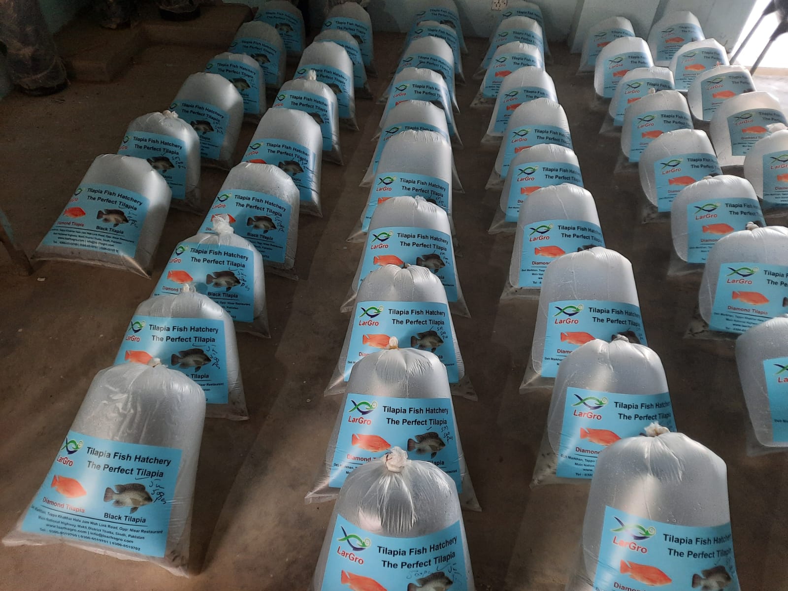 Tilapia fry packed in oxygenated bags for delivery
