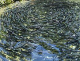 Students learning about tilapia farming at LarGro