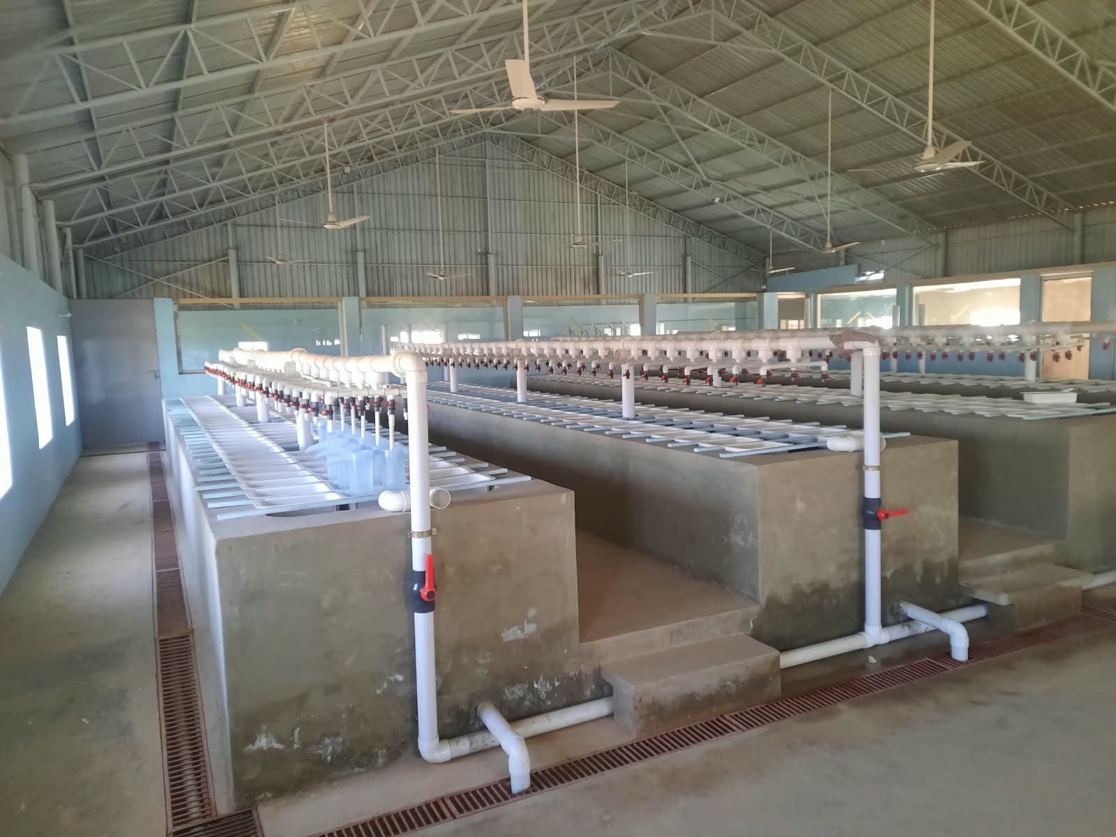 Rows of incubation tanks inside LarGro hatchery